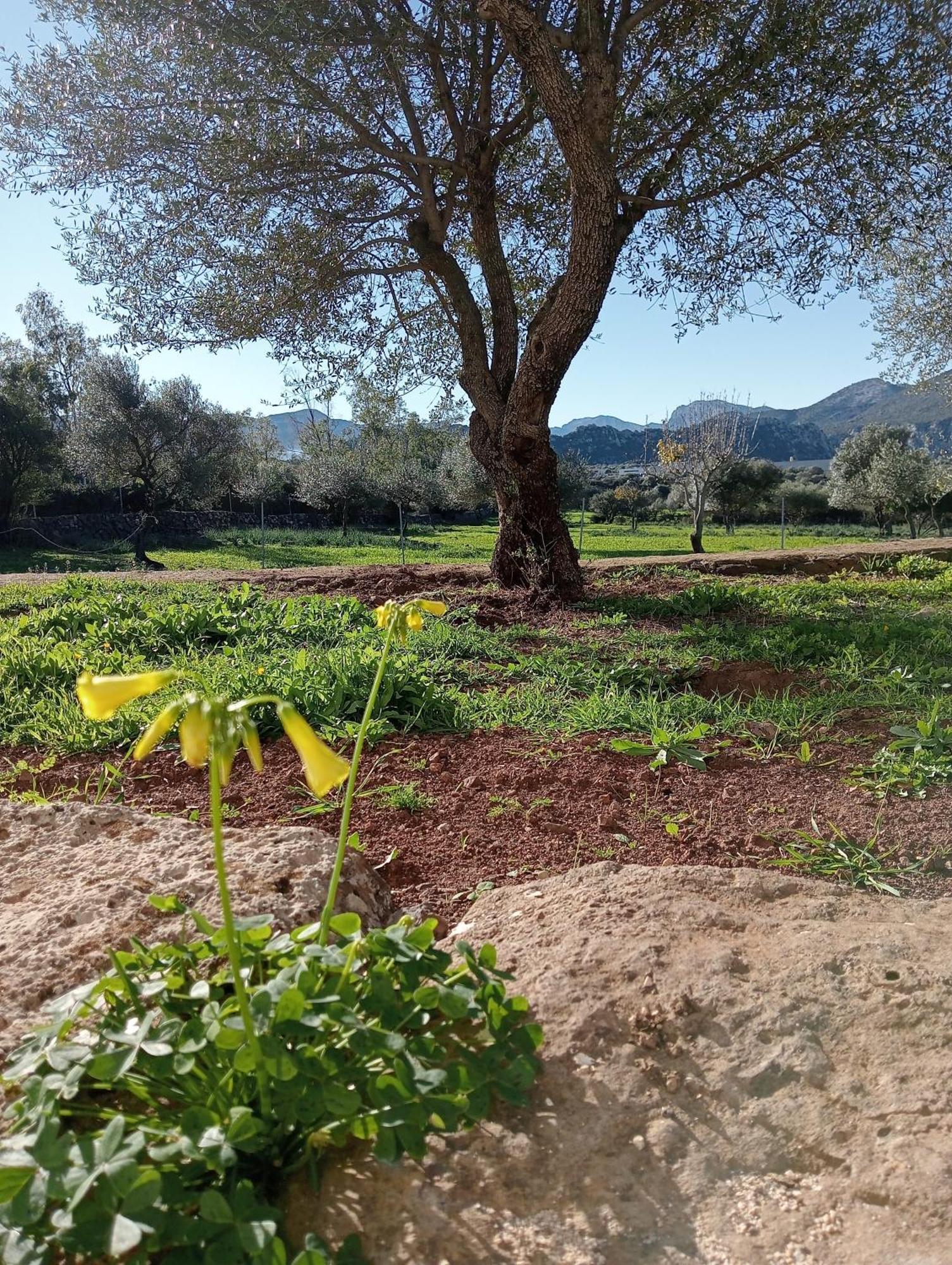 Agriturismo Sa Murta Dorgali Esterno foto